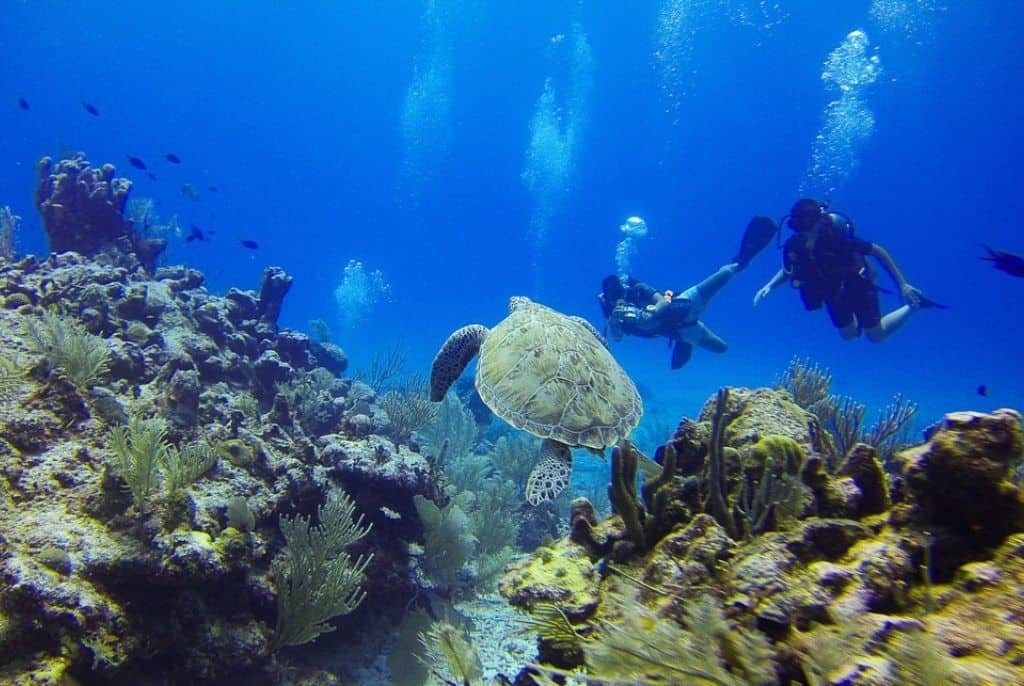 Pra-todos-verem:Mergulho-submarino-Fundo-do-mar-com-corais-tartarugas-peixes-e-mergulhadores
