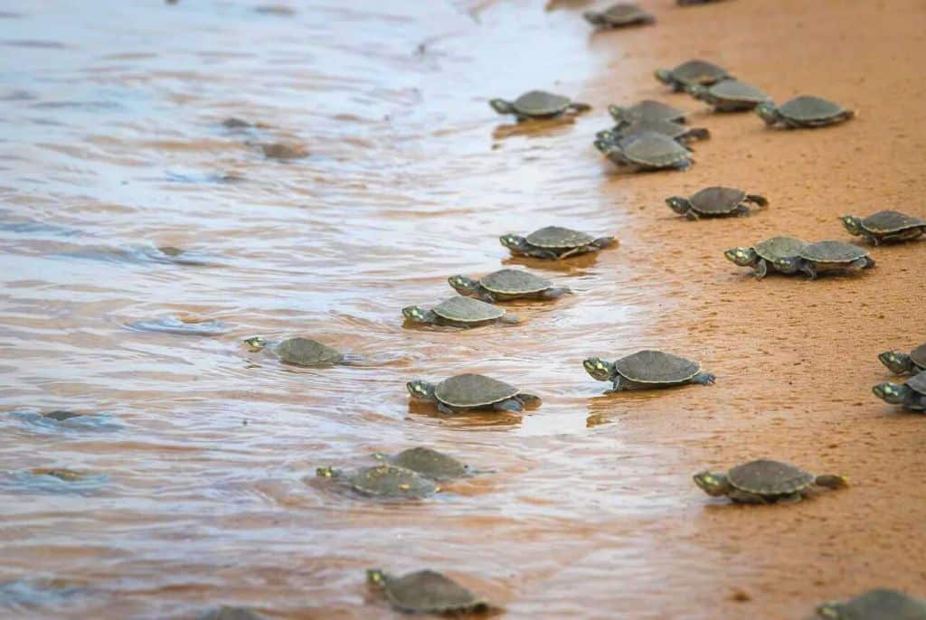 Pra-todos-verem:soltura-de-filhotes-de-tartarugas