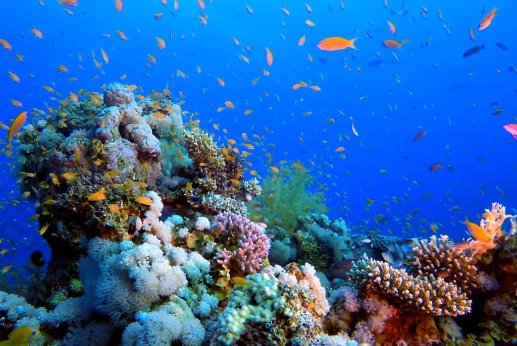 Pra-todos-verem:Recife-de-corais