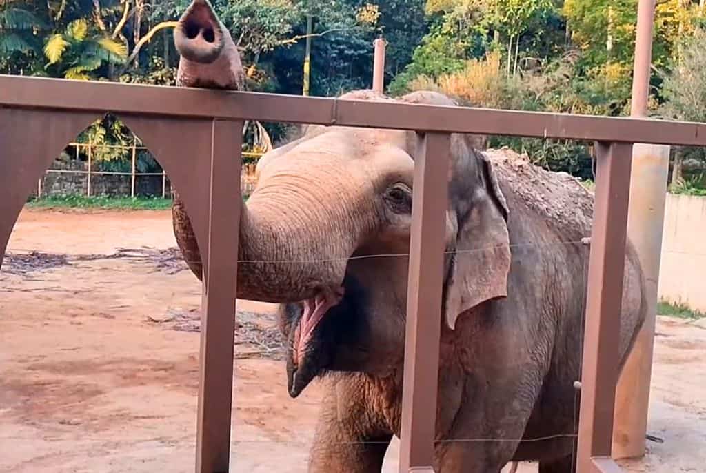 Elefante-Zoo-de-São-Paulo